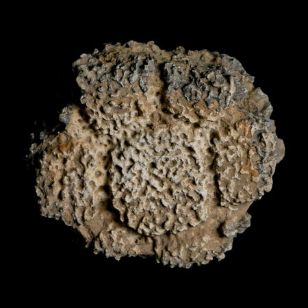 2.2" Glyptodon Fossil Osteoderm Scute Plate Bony Armor Pleistocene Uruguay COA