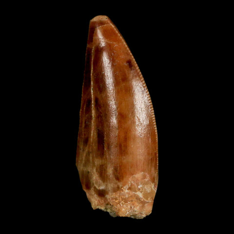 1.3" Carcharodontosaurus Fossil Tooth Cretaceous Dinosaur Morocco COA, Display - Fossil Age Minerals