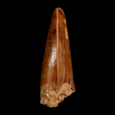 1.3" Carcharodontosaurus Fossil Tooth Cretaceous Dinosaur Morocco COA, Display - Fossil Age Minerals