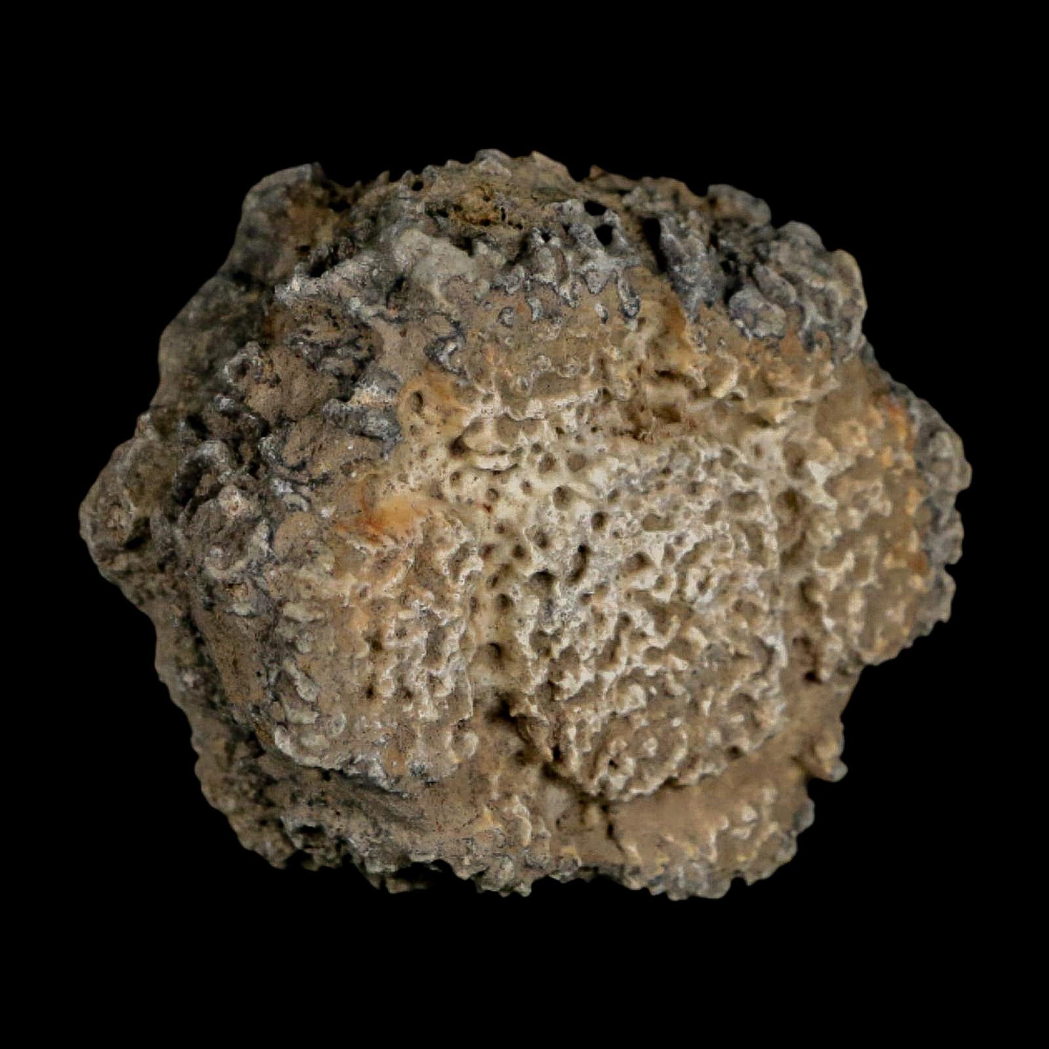 2.2" Glyptodon Fossil Osteoderm Scute Plate Bony Armor Pleistocene Uruguay COA - Fossil Age Minerals