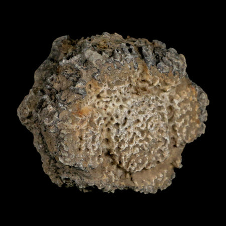 2.2" Glyptodon Fossil Osteoderm Scute Plate Bony Armor Pleistocene Uruguay COA