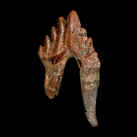 3.1" Basilosaurus Tooth Rooted Prehistoric Whale 34 Mil Yrs Old Late Eocene COA - Fossil Age Minerals