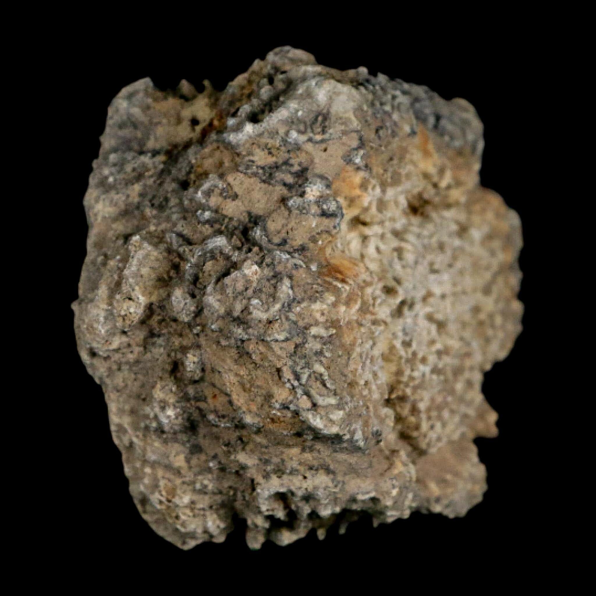 2.2" Glyptodon Fossil Osteoderm Scute Plate Bony Armor Pleistocene Uruguay COA - Fossil Age Minerals