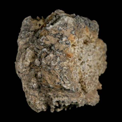 2.2" Glyptodon Fossil Osteoderm Scute Plate Bony Armor Pleistocene Uruguay COA