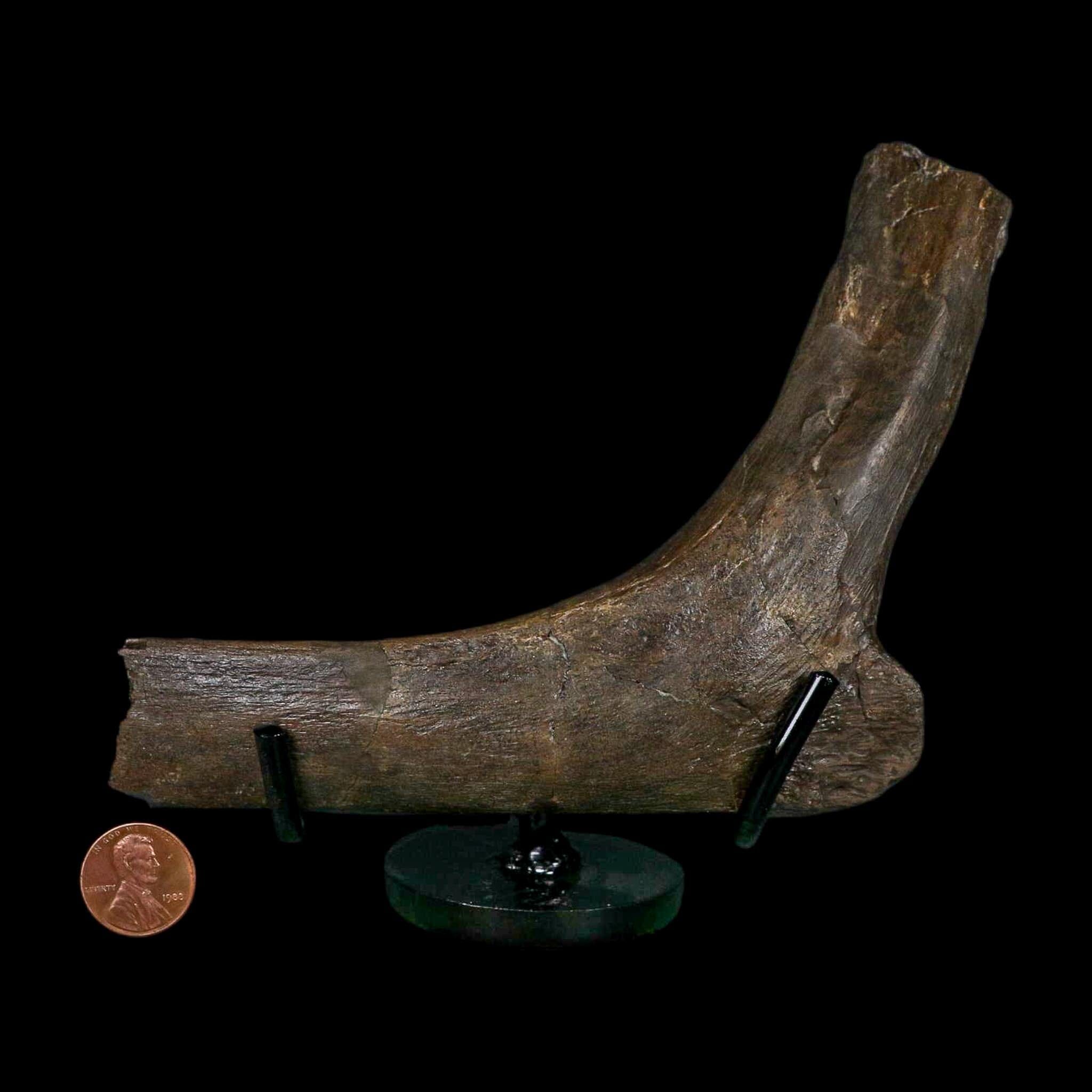 5.6" Hypacrosaurus Dinosaur Fossil Rib Bone Two Medicine FM Montana COA Stand - Fossil Age Minerals