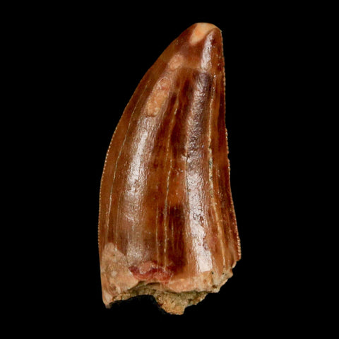 1.3" Carcharodontosaurus Fossil Tooth Cretaceous Dinosaur Morocco COA, Display - Fossil Age Minerals