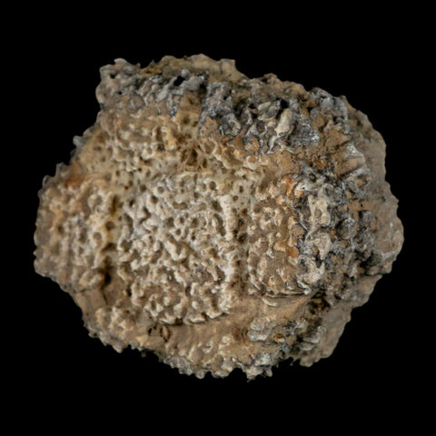 2.2" Glyptodon Fossil Osteoderm Scute Plate Bony Armor Pleistocene Uruguay COA