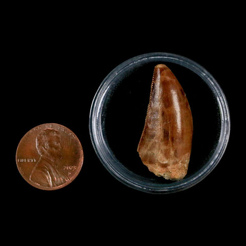 1.3" Carcharodontosaurus Fossil Tooth Cretaceous Dinosaur Morocco COA, Display - Fossil Age Minerals