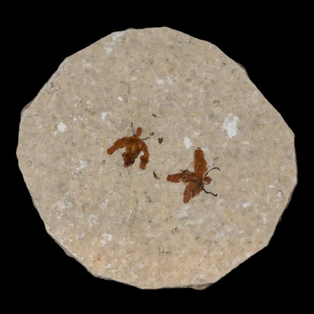 Two 2 Detailed Fossil March Fly Insect Green River FM Uintah County UT Eocene Age