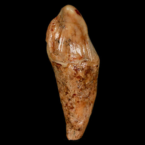 2.2" Extinct Cave Bear Ursus Spelaeus Incisor Tooth Rooted Pleistocene Age COA, Stand - Fossil Age Minerals