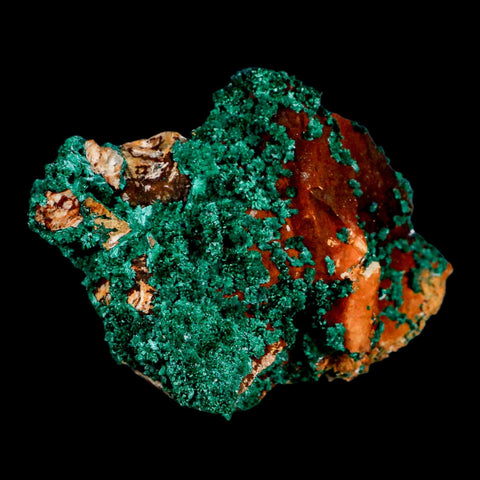 3.8" Dark Green Malachite Crystal Mineral Specimen On Rock Tiznit Province Morocco - Fossil Age Minerals