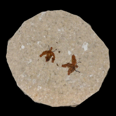 Two 2 Detailed Fossil March Fly Insect Green River FM Uintah County UT Eocene Age - Fossil Age Minerals