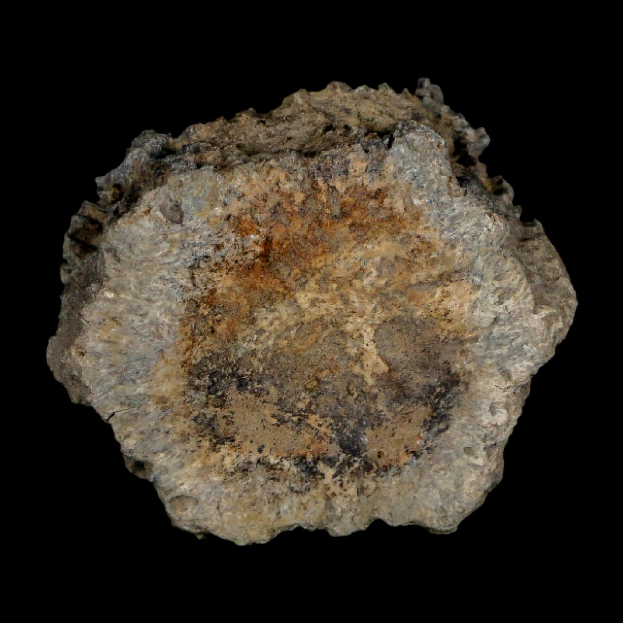 2.2" Glyptodon Fossil Osteoderm Scute Plate Bony Armor Pleistocene Uruguay COA - Fossil Age Minerals