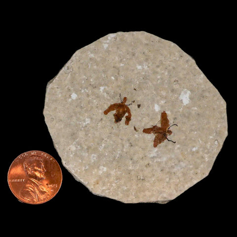 Two 2 Detailed Fossil March Fly Insect Green River FM Uintah County UT Eocene Age - Fossil Age Minerals