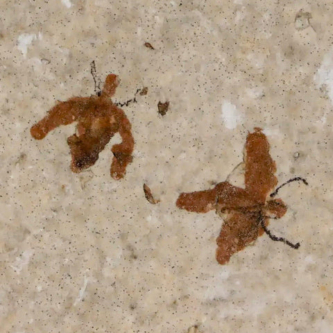 Two 2 Detailed Fossil March Fly Insect Green River FM Uintah County UT Eocene Age - Fossil Age Minerals