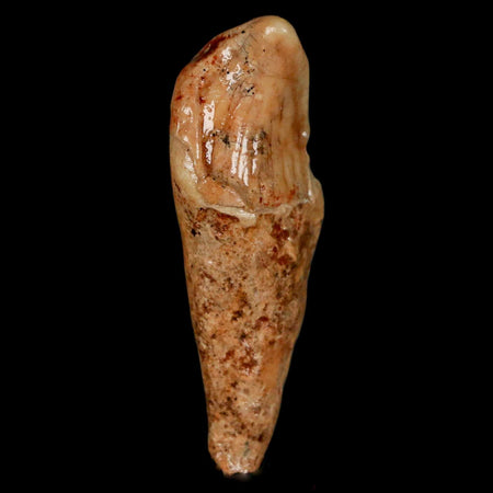 2.2" Extinct Cave Bear Ursus Spelaeus Incisor Tooth Rooted Pleistocene Age COA, Stand