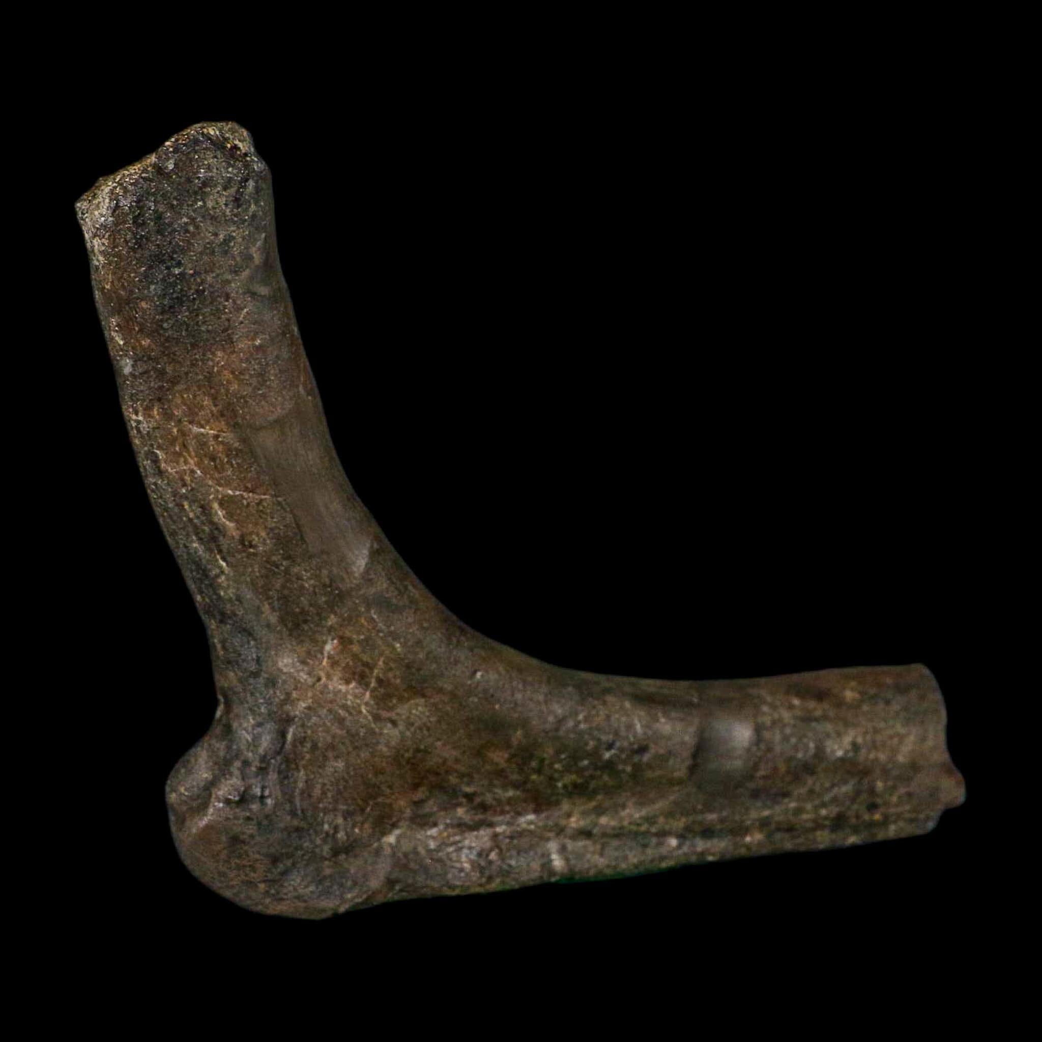 5.6" Hypacrosaurus Dinosaur Fossil Rib Bone Two Medicine FM Montana COA Stand - Fossil Age Minerals