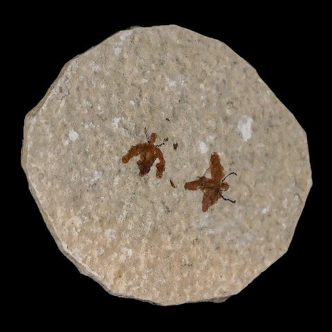 Two 2 Detailed Fossil March Fly Insect Green River FM Uintah County UT Eocene Age - Fossil Age Minerals