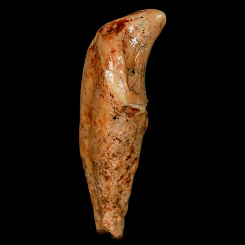 2.2" Extinct Cave Bear Ursus Spelaeus Incisor Tooth Rooted Pleistocene Age COA, Stand - Fossil Age Minerals