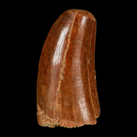 1.3" Carcharodontosaurus Fossil Tooth Cretaceous Dinosaur Morocco COA, Display - Fossil Age Minerals