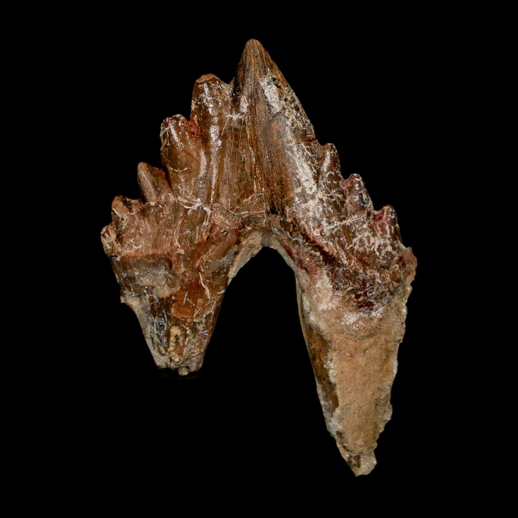 3" Basilosaurus Tooth Rooted Prehistoric Whale 34 Mil Yrs Old Late Eocene COA - Fossil Age Minerals