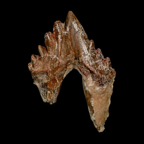 3" Basilosaurus Tooth Rooted Prehistoric Whale 34 Mil Yrs Old Late Eocene COA - Fossil Age Minerals