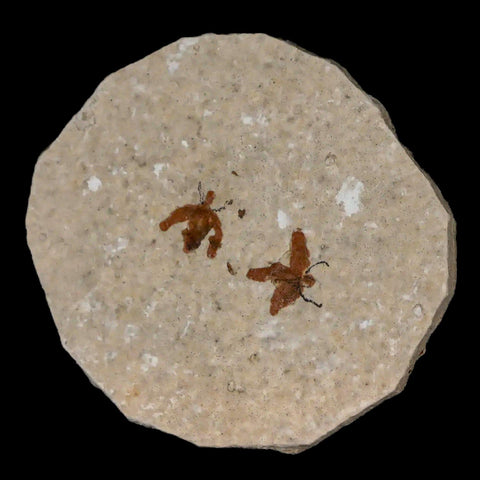 Two 2 Detailed Fossil March Fly Insect Green River FM Uintah County UT Eocene Age - Fossil Age Minerals