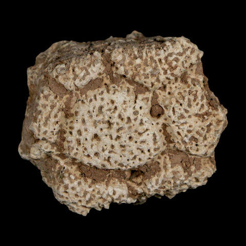 1.8" Glyptodon Fossil Osteoderm Scute Plate Bony Armor Pleistocene Uruguay COA