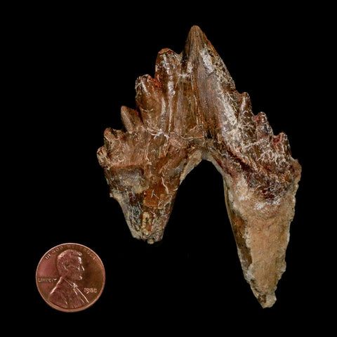 3" Basilosaurus Tooth Rooted Prehistoric Whale 34 Mil Yrs Old Late Eocene COA - Fossil Age Minerals