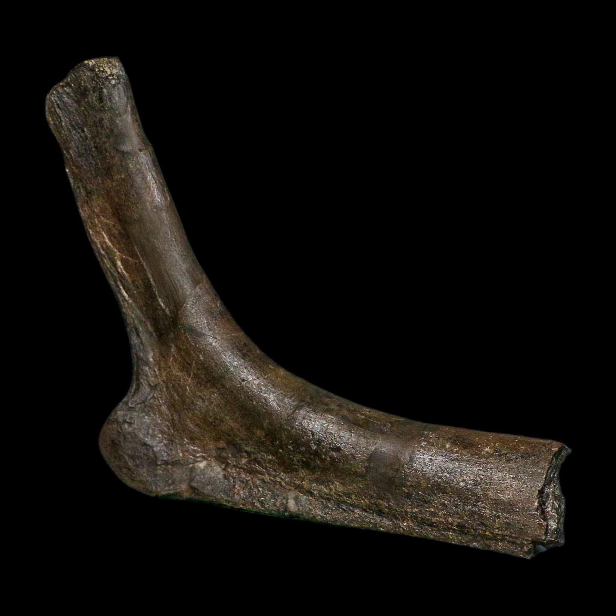 5.6" Hypacrosaurus Dinosaur Fossil Rib Bone Two Medicine FM Montana COA Stand - Fossil Age Minerals