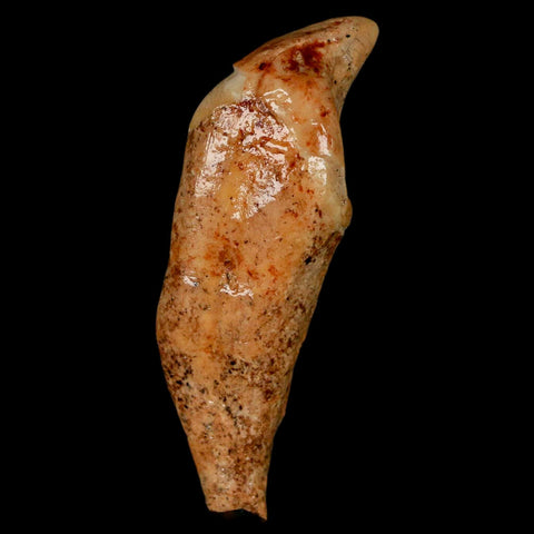 2.2" Extinct Cave Bear Ursus Spelaeus Incisor Tooth Rooted Pleistocene Age COA, Stand - Fossil Age Minerals