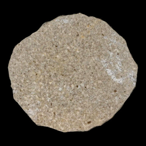 Two 2 Detailed Fossil March Fly Insect Green River FM Uintah County UT Eocene Age - Fossil Age Minerals