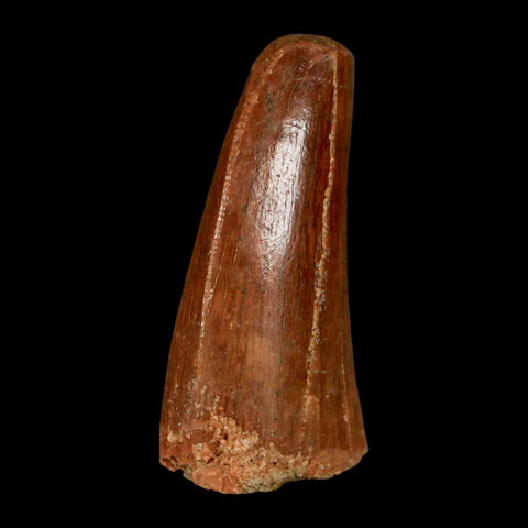 1.3" Carcharodontosaurus Fossil Tooth Cretaceous Dinosaur Morocco COA, Display - Fossil Age Minerals