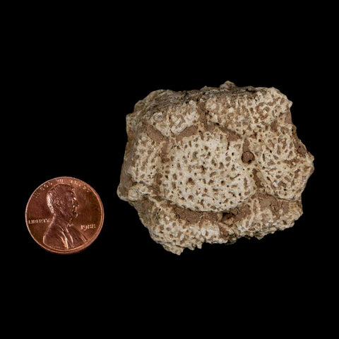 1.8" Glyptodon Fossil Osteoderm Scute Plate Bony Armor Pleistocene Uruguay COA