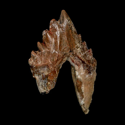 3" Basilosaurus Tooth Rooted Prehistoric Whale 34 Mil Yrs Old Late Eocene COA - Fossil Age Minerals