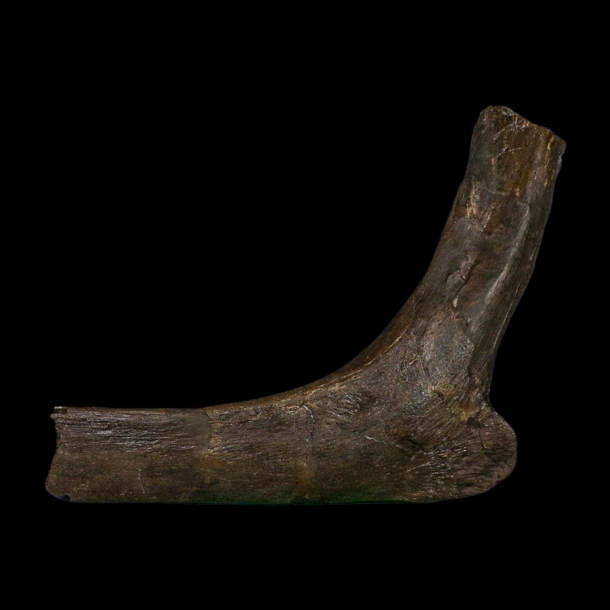5.6" Hypacrosaurus Dinosaur Fossil Rib Bone Two Medicine FM Montana COA Stand - Fossil Age Minerals