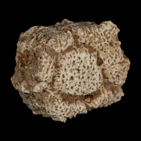 1.8" Glyptodon Fossil Osteoderm Scute Plate Bony Armor Pleistocene Uruguay COA