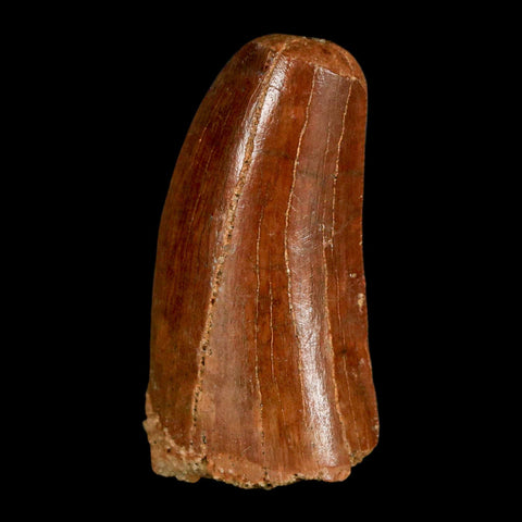 1.3" Carcharodontosaurus Fossil Tooth Cretaceous Dinosaur Morocco COA, Display - Fossil Age Minerals