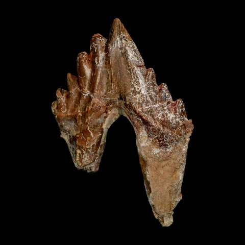 3" Basilosaurus Tooth Rooted Prehistoric Whale 34 Mil Yrs Old Late Eocene COA - Fossil Age Minerals