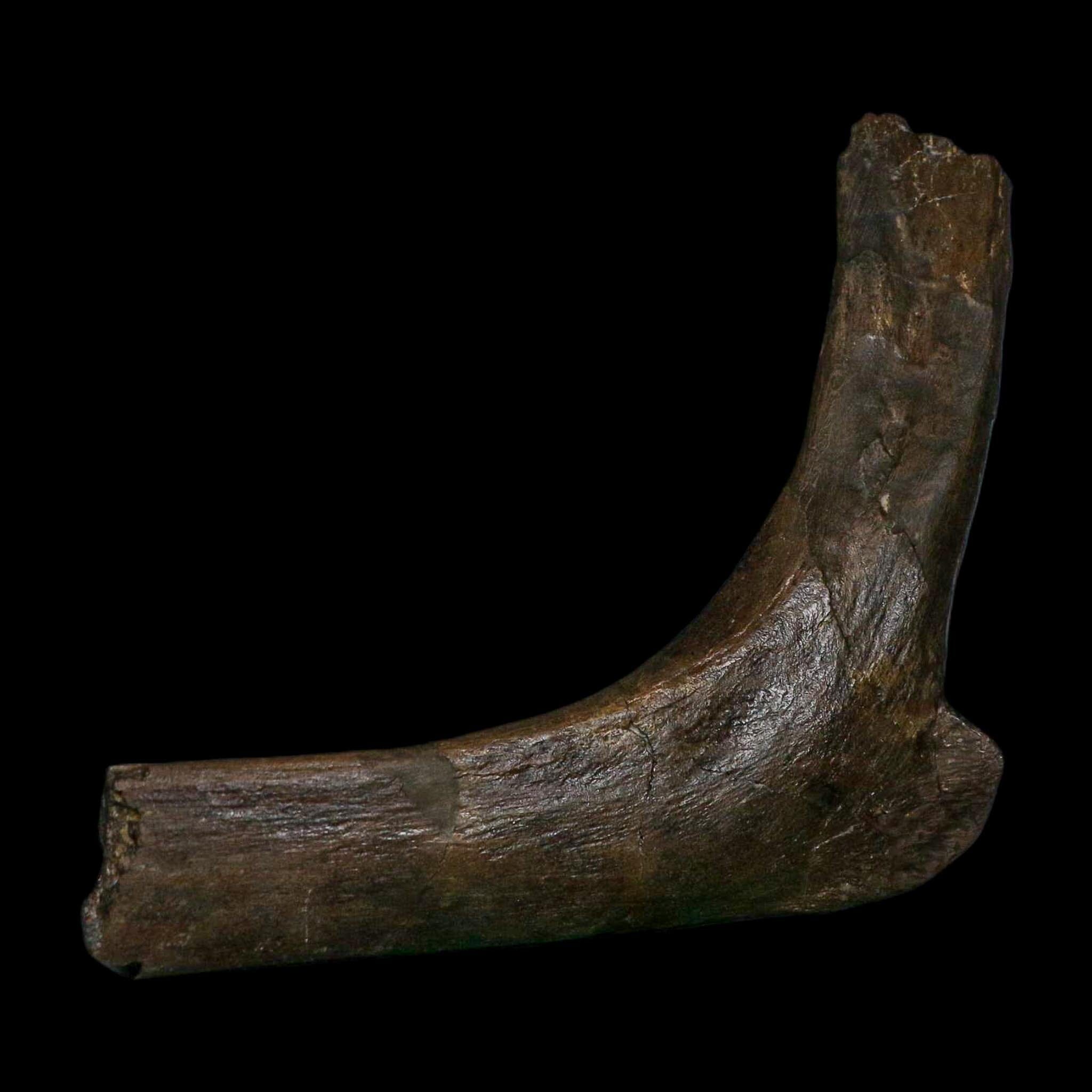 5.6" Hypacrosaurus Dinosaur Fossil Rib Bone Two Medicine FM Montana COA Stand - Fossil Age Minerals