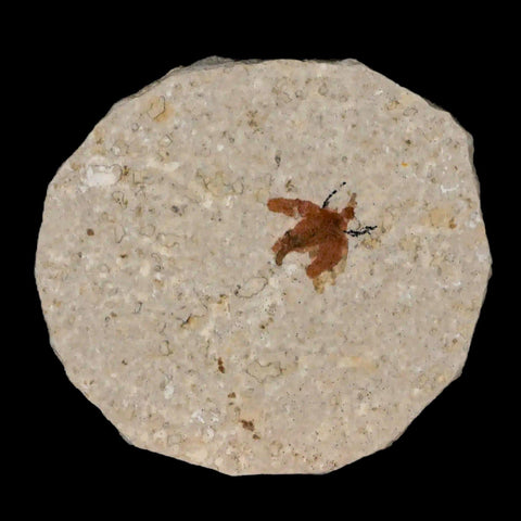 0.5" Detailed Fossil March Fly Insect Green River FM Uintah County UT Eocene Age - Fossil Age Minerals