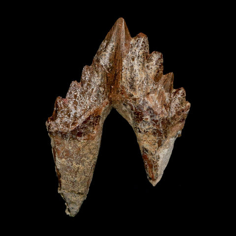 3" Basilosaurus Tooth Rooted Prehistoric Whale 34 Mil Yrs Old Late Eocene COA - Fossil Age Minerals