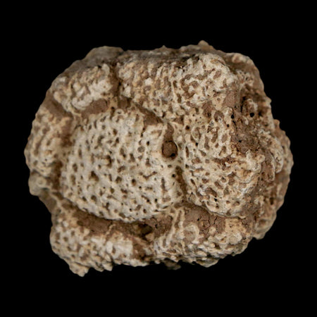 1.8" Glyptodon Fossil Osteoderm Scute Plate Bony Armor Pleistocene Uruguay COA