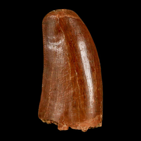 1.3" Carcharodontosaurus Fossil Tooth Cretaceous Dinosaur Morocco COA, Display - Fossil Age Minerals
