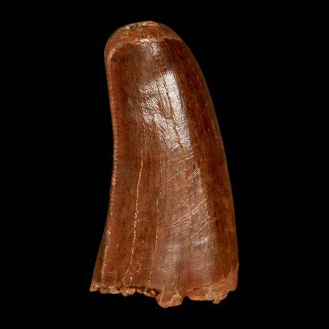 1.3" Carcharodontosaurus Fossil Tooth Cretaceous Dinosaur Morocco COA, Display - Fossil Age Minerals