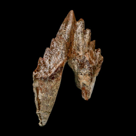 3" Basilosaurus Tooth Rooted Prehistoric Whale 34 Mil Yrs Old Late Eocene COA - Fossil Age Minerals