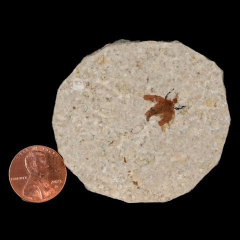 0.5" Detailed Fossil March Fly Insect Green River FM Uintah County UT Eocene Age - Fossil Age Minerals