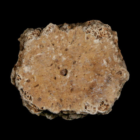 1.8" Glyptodon Fossil Osteoderm Scute Plate Bony Armor Pleistocene Uruguay COA