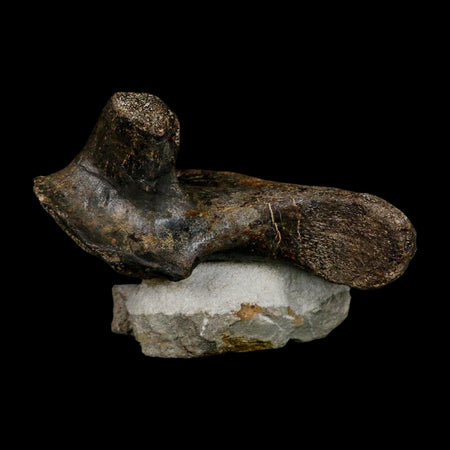 5.6" Hypacrosaurus Dinosaur Fossil Vertebrae Process Two Medicine FM Montana COA