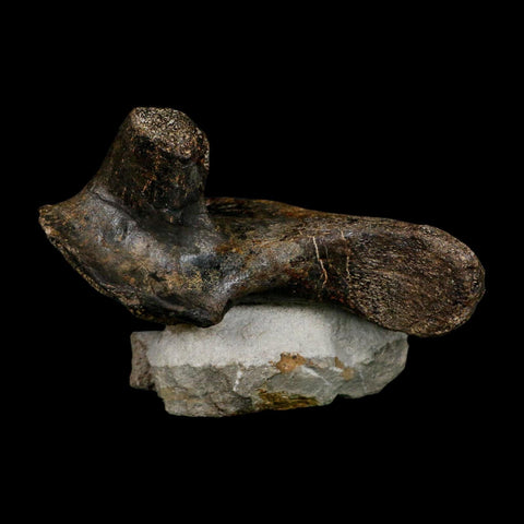 5.6" Hypacrosaurus Dinosaur Fossil Vertebrae Process Two Medicine FM Montana COA - Fossil Age Minerals